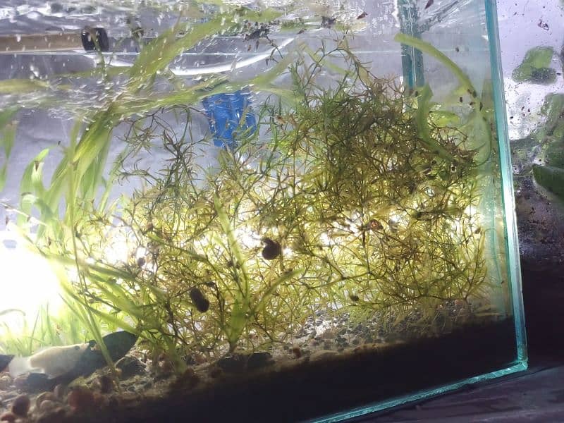 cherry shrimps ,Aquatic plants and snails 2