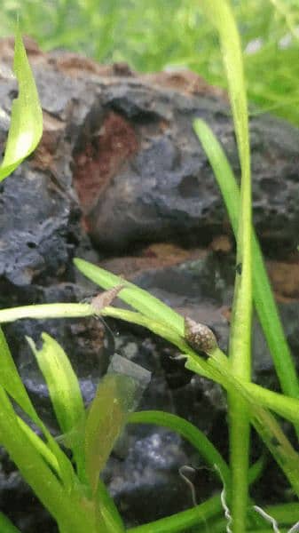 cherry shrimps ,Aquatic plants and snails 3