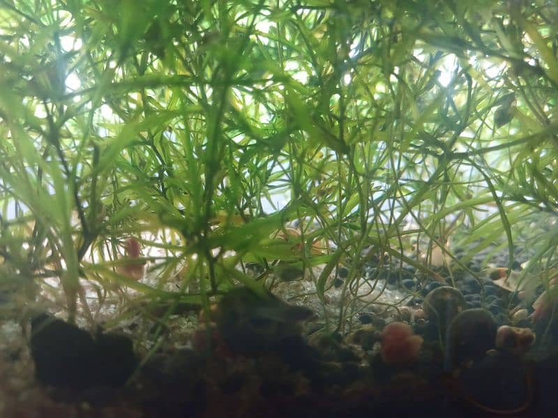 cherry shrimps ,Aquatic plants and snails 4