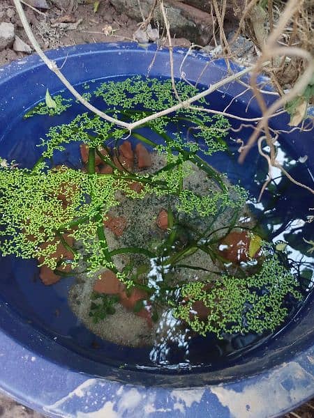 cherry shrimps ,Aquatic plants and snails 5