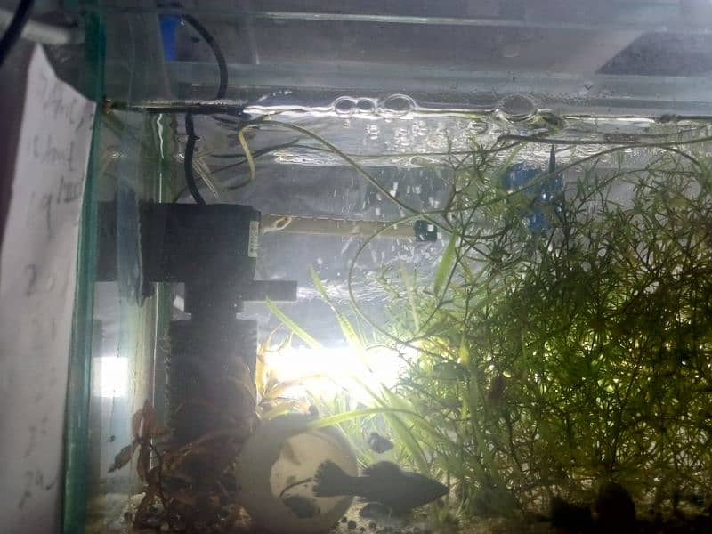 cherry shrimps ,Aquatic plants and snails 6