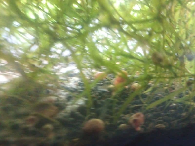 cherry shrimps ,Aquatic plants and snails 7