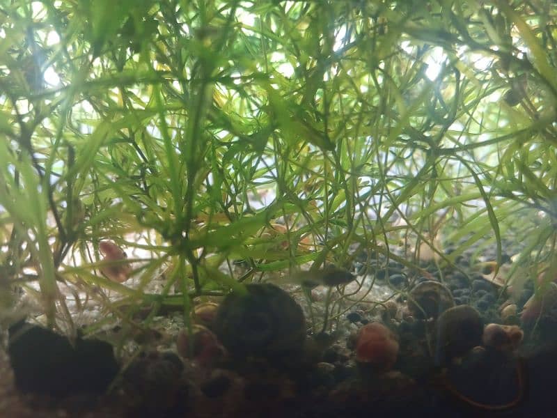 cherry shrimps ,Aquatic plants and snails 8