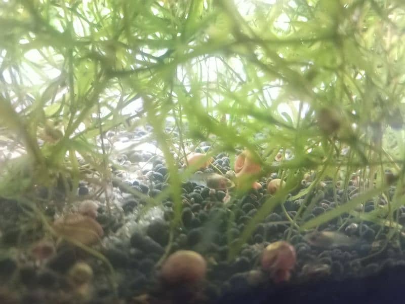 cherry shrimps ,Aquatic plants and snails 10