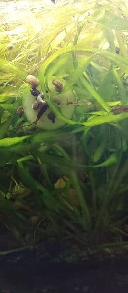 cherry shrimps ,Aquatic plants and snails 11