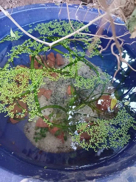 cherry shrimps ,Aquatic plants and snails 13