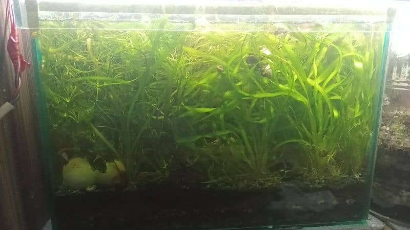 cherry shrimps ,Aquatic plants and snails 15