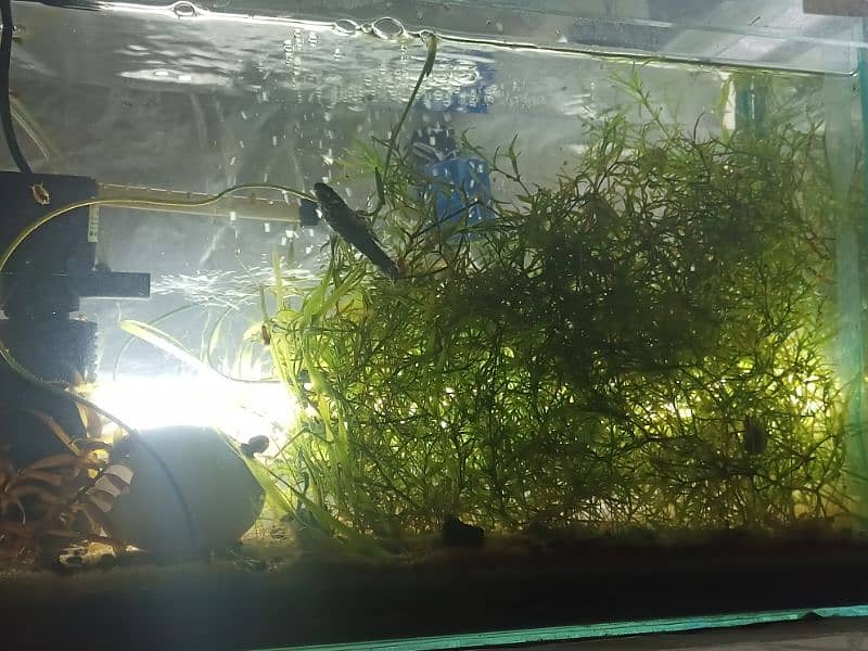 cherry shrimps ,Aquatic plants and snails 17