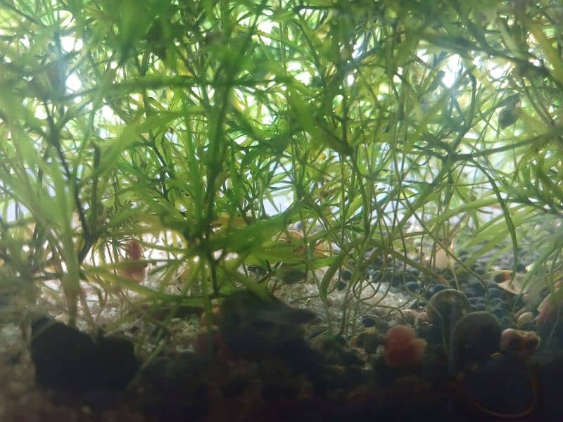 Aquatic plants , snails and shrimps  for sale. Starting from 400 Rs 4