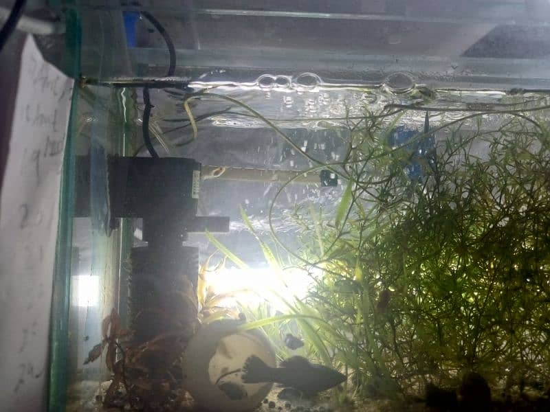 Aquatic plants , snails and shrimps  for sale. Starting from 400 Rs 6
