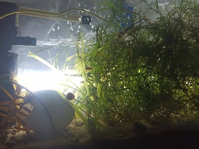 cherry shrimps ,Aquatic plants and snails 19