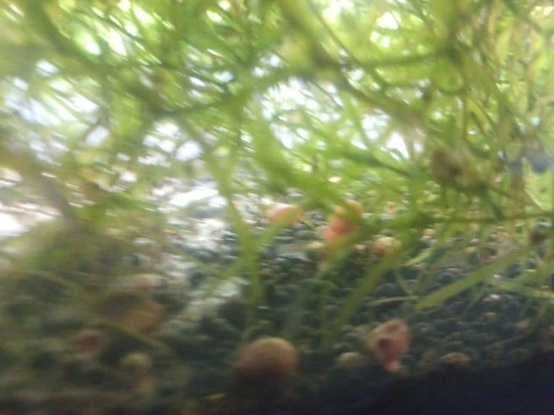 Aquatic plants , snails and shrimps  for sale. Starting from 400 Rs 7