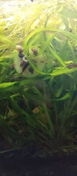 Aquatic plants , snails and shrimps  for sale. Starting from 400 Rs 11