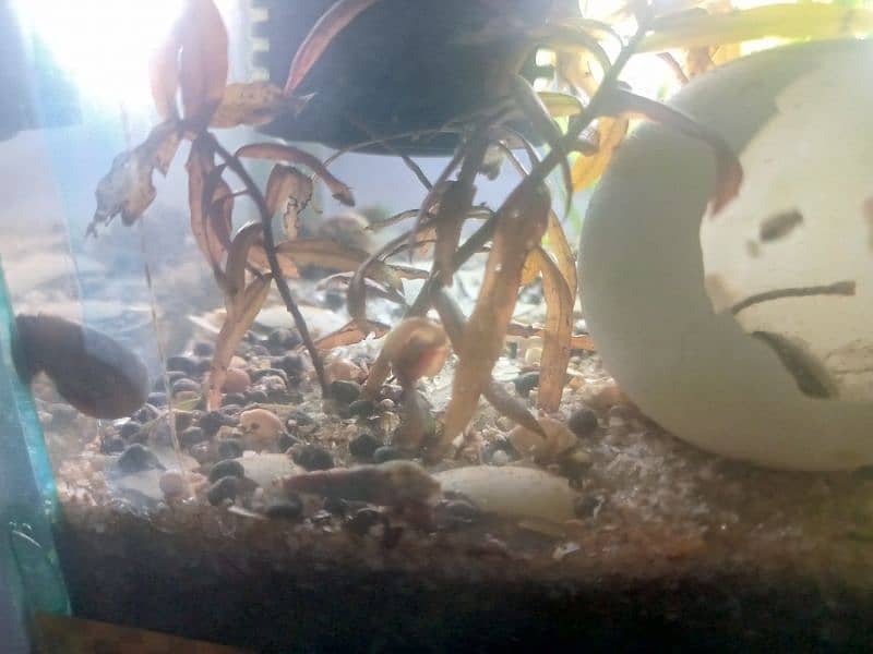 Aquatic plants , snails and shrimps  for sale. Starting from 400 Rs 14