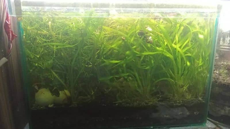 Aquatic plants , snails and shrimps  for sale. Starting from 400 Rs 15