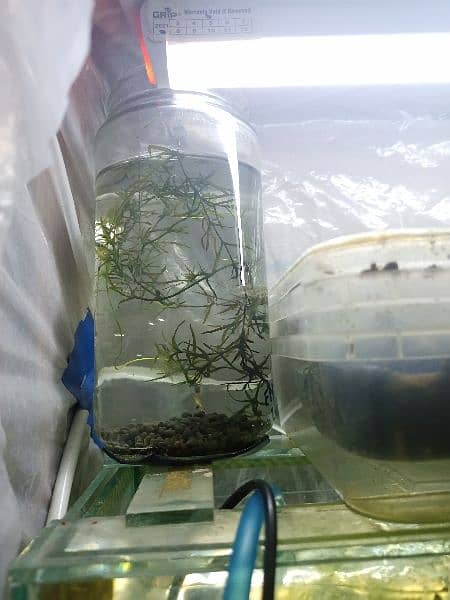 Aquatic plants , snails and shrimps  for sale. Starting from 400 Rs 16