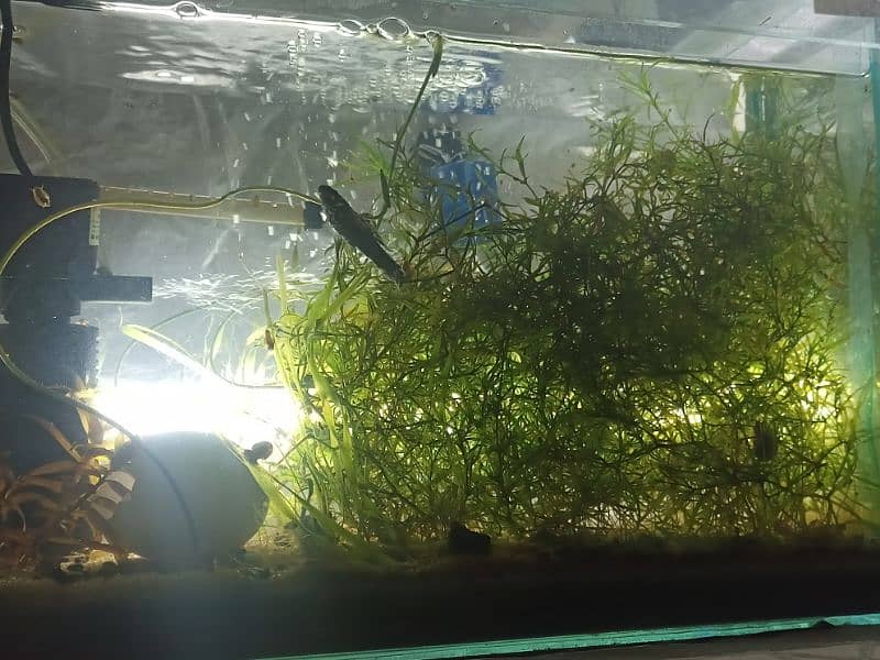 Aquatic plants , snails and shrimps  for sale. Starting from 400 Rs 17