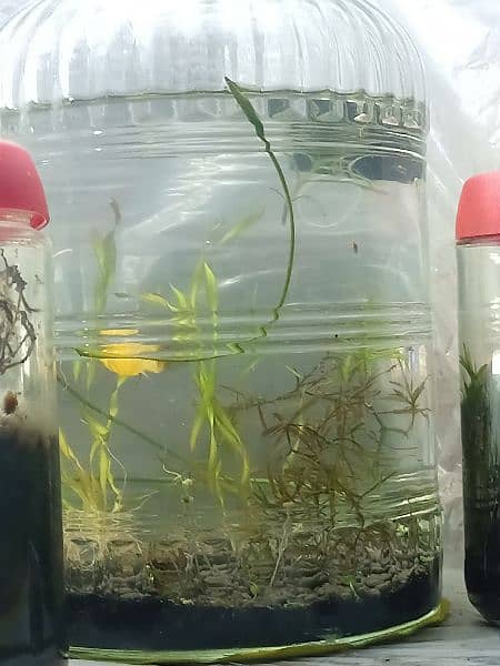Aquatic plants , snails and shrimps  for sale. Starting from 400 Rs 18