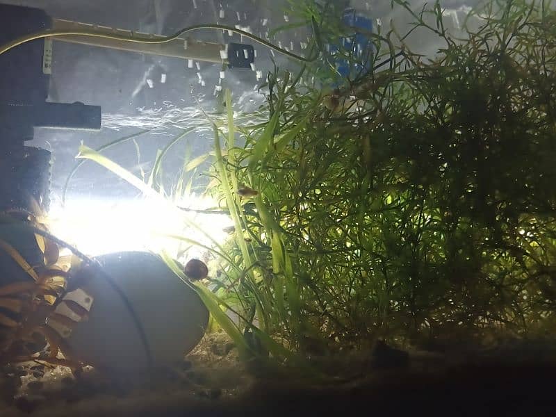 Aquatic plants , snails and shrimps  for sale. Starting from 400 Rs 19