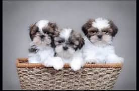 shihtzu Puppies Available