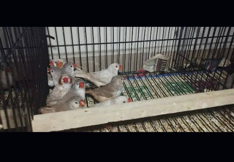 Zebra Finch Pathy Healthy Home Breed 0