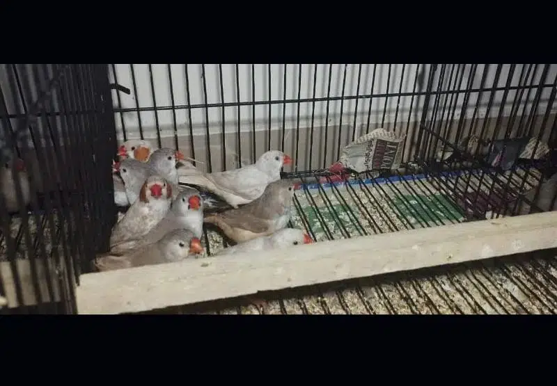 Zebra Finch Breeder Pair Healthy Home Breed