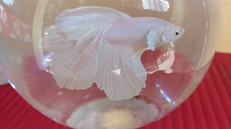 Fullmoon Betta available - Fish - 1081923517