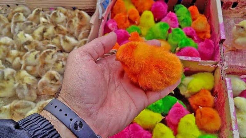 Chicks / Hen Chicks / Chozae / for sale 3