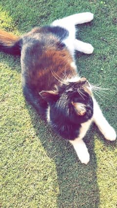 Persian cat /Female