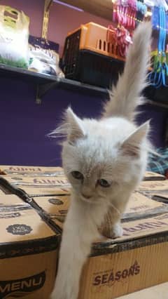 Munchkin cat sale for sale olx