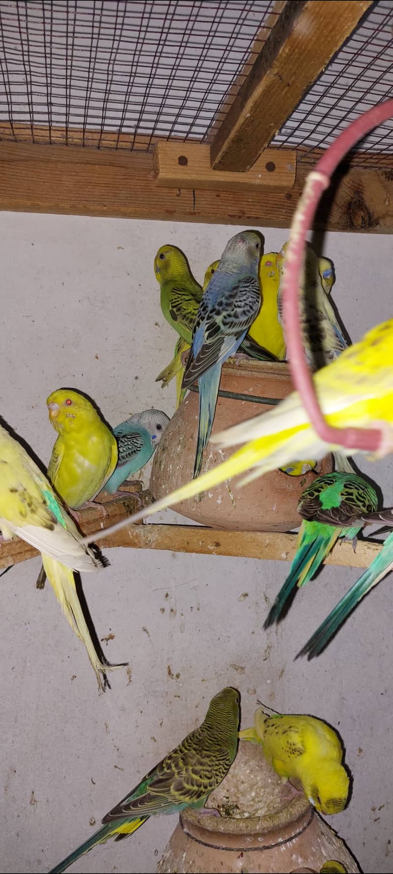 Australian budgies 0