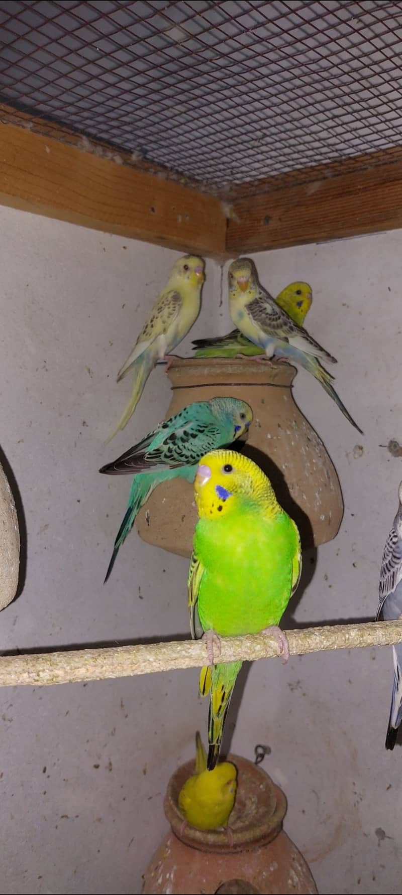 Australian budgies 1