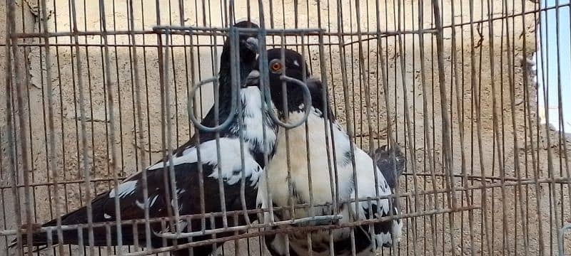 for sale laka kabutoor pairs breeding pairs and kabar kabutoor pairs 0