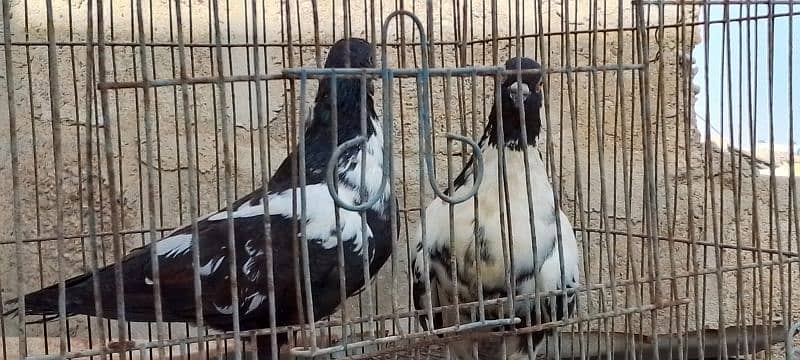 for sale laka kabutoor pairs breeding pairs and kabar kabutoor pairs 4