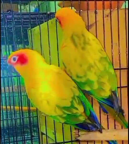 Sunconure breeder pair 0