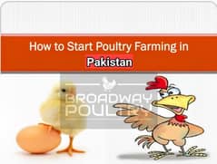 Start Poultry Farming Business | Farm Egg Chick Chicken Broiler Layer 0