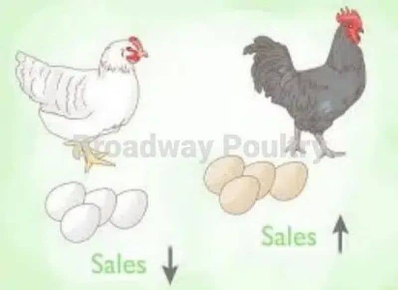Start Poultry Farming Business | Farm Egg Chick Chicken Broiler Layer 1