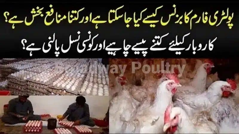 Start Poultry Farming Business | Farm Egg Chick Chicken Broiler Layer 2