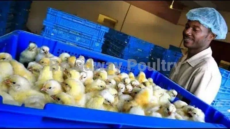 Start Poultry Farming Business | Farm Egg Chick Chicken Broiler Layer 4