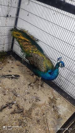 peacocks 1 year 4 years available. cargo possible. contact WhatsApp