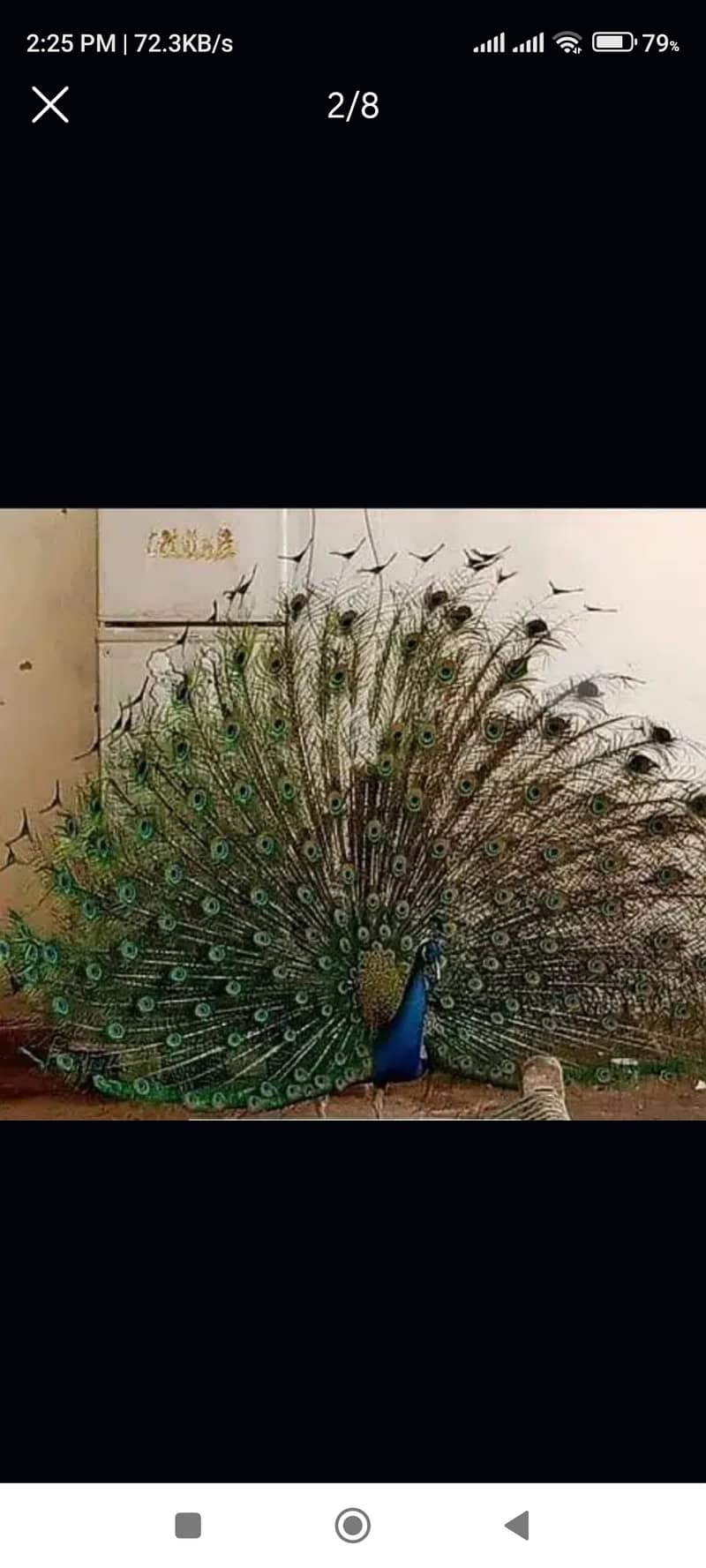 peacocks 1 year 4 years available. cargo possible. contact WhatsApp 1