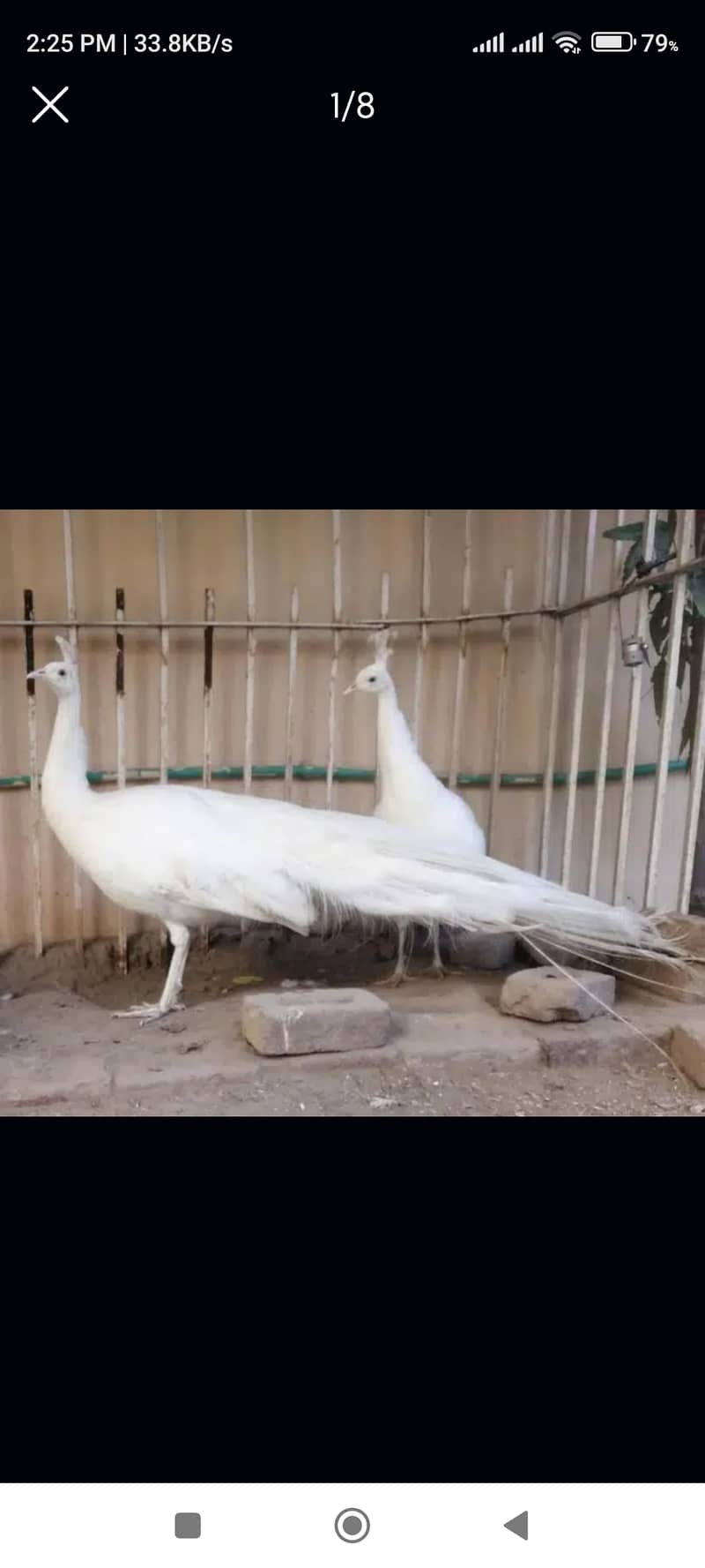 peacocks 1 year 4 years available. cargo possible. contact WhatsApp 2