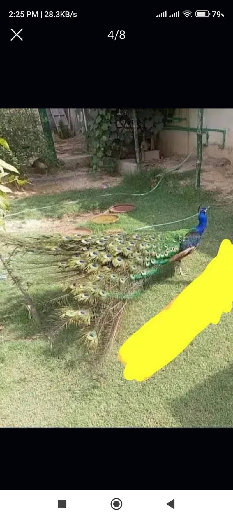 peacocks 1 year 4 years available. cargo possible. contact WhatsApp 3