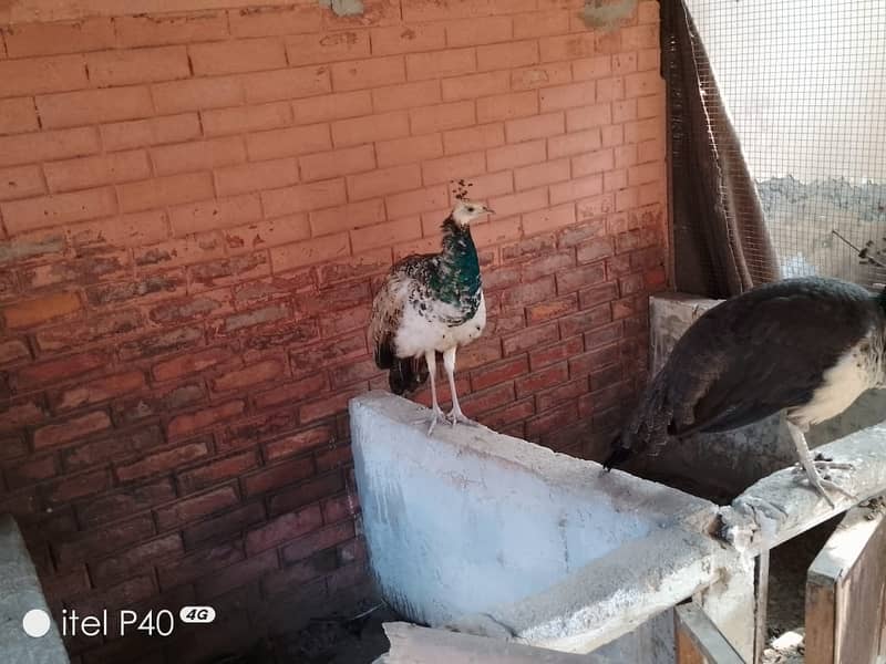 peacocks 1 year 4 years available. cargo possible. contact WhatsApp 4