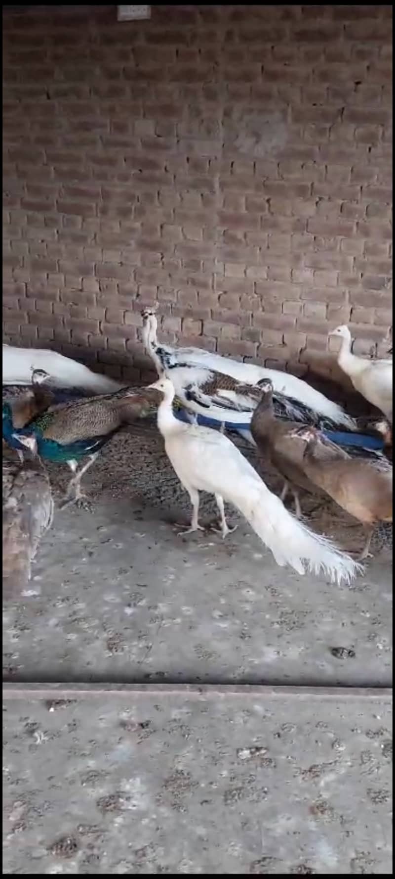 peacocks 1 year 4 years available. cargo possible. contact WhatsApp 7