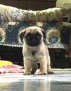 Olx 2024 pug puppies