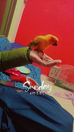 sun conure red factor Male Dna ky sath handtame parrot