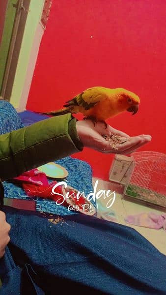 sun conure red factor Male Dna ky sath handtame parrot 1