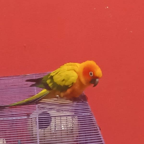 sun conure red factor Male Dna ky sath handtame parrot 2