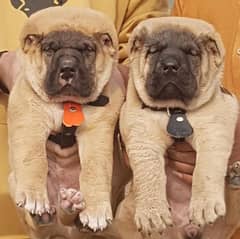 King kurdish kangaal pair pure breed security dog 2months for sale 0